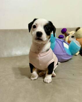 Jack Russell Terrier and Dachshund Dogs Available for Adoption in Gulfport, Mississippi - Faith | PetCurious