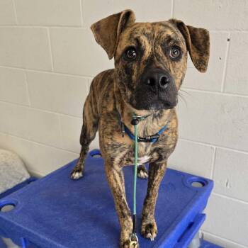 Croc -  Boxer and Chihuahua Dog for Adoption in Louisville, Kentucky - Croc | PetCurious