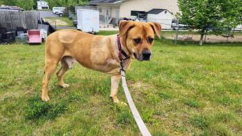 Case -  Labrador Retriever Dog for Adoption in Kalamazoo, Michigan - Case | PetCurious