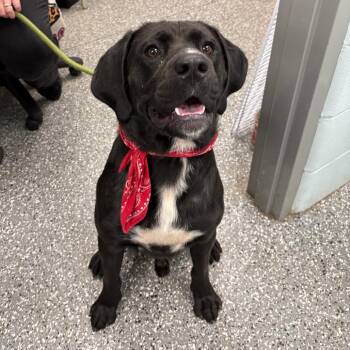 Tank -  Black Labrador Retriever and Hound Dog for Adoption in Parkersburg, West Virginia - Tank | PetCurious