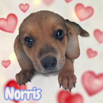 Norris - everyone