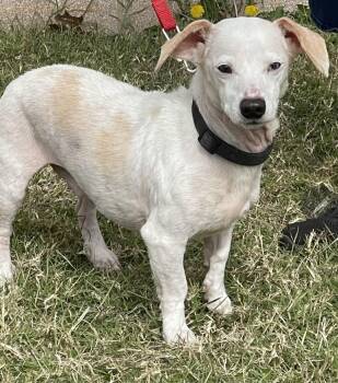 Chiweenie Dogs Available for Adoption - Jethro Bodine | PetCurious