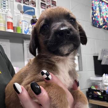 Radish -  Mixed Breed Dog for Adoption in Summerville, South Carolina - Radish | PetCurious
