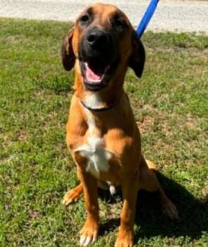 Domingo -  Hound and Mixed Breed Dog for Adoption in Chester, Maryland - Domingo | PetCurious