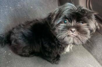 OLLIE -  Brussels Griffon and Shih Tzu Dog for Adoption in Brooksville, Florida - OLLIE | PetCurious