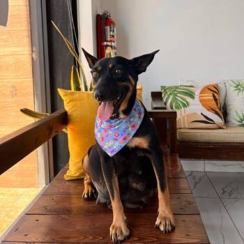 Mama Grace -  Shepherd Dog for Adoption in Oceanside, California - Mama Grace | PetCurious