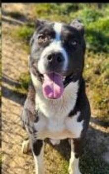 Rescue American Bully Dogs for Adoption in Farmington, Connecticut - Skully | PetCurious