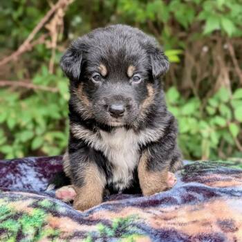 Coast 06-1620 -  Australian Shepherd and Australian Cattle Dog Blue Heeler Dog for Adoption in Tyrone, Georgia - Coast 06-1620 | PetCurious