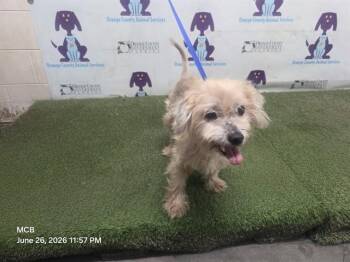 CHANCE -  Maltese and Mixed Breed Dog for Adoption in Orlando, Florida - CHANCE | PetCurious
