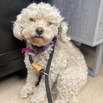 Poodle Dogs Available for Adoption - SUGAR | PetCurious