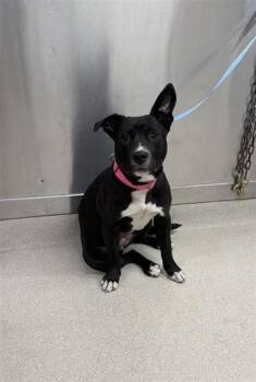 Pit Bull Terrier and Mixed Breed Dogs Available for Adoption in Fairbanks, Alaska - SOOKIE | PetCurious