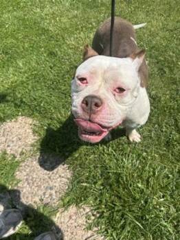 Rescue Mixed Breed Dogs for Adoption in Dekalb, Illinois - French Toast | PetCurious