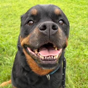 Journey -  Rottweiler and Mixed Breed Dog for Adoption in Binghamton, New York - Journey | PetCurious