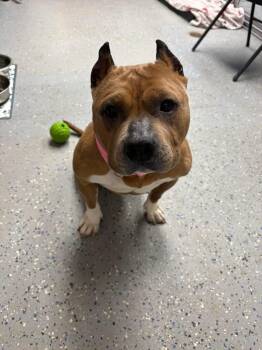 American Bully Dogs Available for Adoption in Ipswich, Massachusetts - Betty White | PetCurious