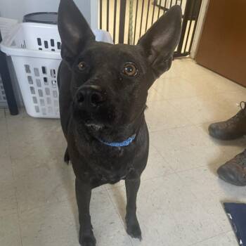 Spindle -  Terrier and Italian Greyhound Dog for Adoption in Austin, Texas - Spindle | PetCurious