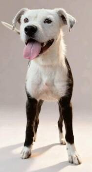 Fuego -  Border Collie and Border Terrier Dog for Adoption in Aurora, Colorado - Fuego | PetCurious