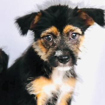 Town -  Maltipoo and Terrier Dog for Adoption in San Diego, California - Town | PetCurious
