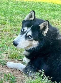 Husky Dogs Available for Adoption in Joppa, Alabama - Bruno | PetCurious