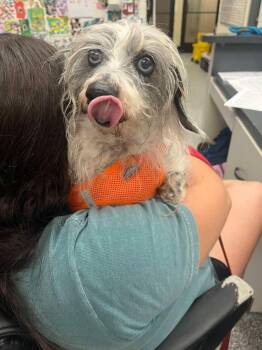 Sid/Frankie -  Dachshund Dog for Adoption in Front Royal, Virginia - Sid/Frankie | PetCurious