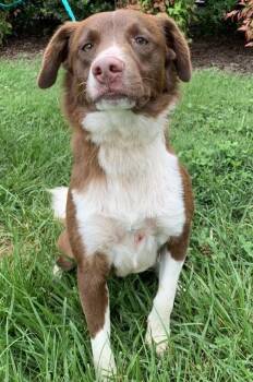 Rescue Nova Scotia Duck Tolling Retriever Dogs for Adoption in Chesapeake, Virginia - Tucker | PetCurious