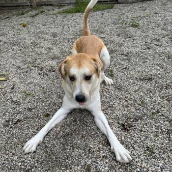Rescue Labrador Retriever and Great Pyrenees Dogs for Adoption in Springboro, Ohio - Happy | PetCurious