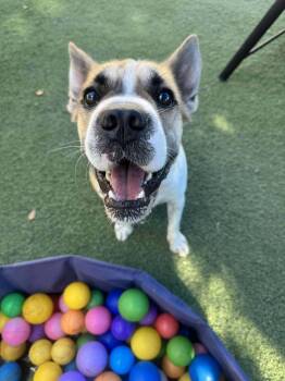 Rescue Shar Pei and Cattle Dog Dogs for Adoption in Tempe, Arizona - Hemi | PetCurious