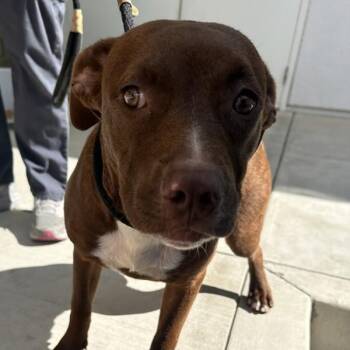 Cider -  American Staffordshire Terrier Dog for Adoption in Walnut Creek, California - Cider | PetCurious