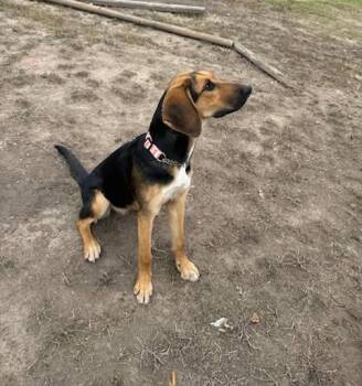 Bloodhound Dogs Available for Adoption - Iris | PetCurious