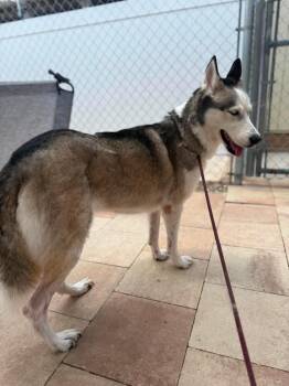 Winter -  Husky Dog for Adoption in Sebastian, Florida - Winter | PetCurious
