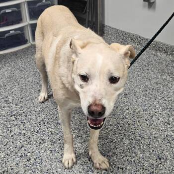 Molly -  Mixed Breed Dog for Adoption in Greenville, South Carolina - Molly | PetCurious