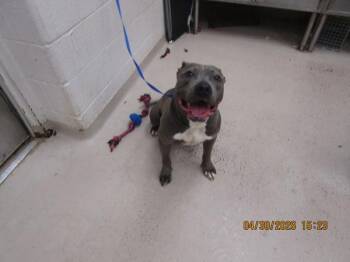 Pit Bull Terrier Dogs Available for Adoption in Marietta, Georgia - (25) | PetCurious