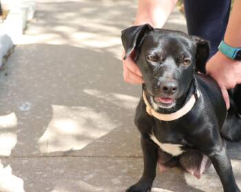 Rescue Mixed Breed Dogs for Adoption in Pflugerville, Texas - Onyx | PetCurious