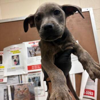 Amir -  Mixed Breed Dog for Adoption in Memphis, Tennessee - Amir | PetCurious