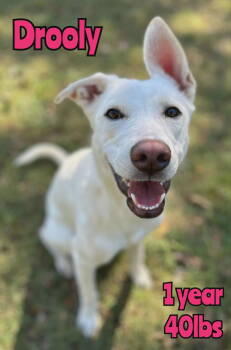 Rescue Shepherd and Retriever Dogs for Adoption in Holbrook, New York - DROOLY | PetCurious