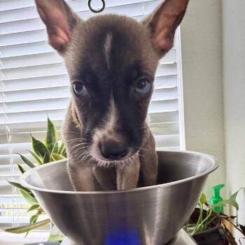 Anni Albers -  Shepherd and Mixed Breed Dog for Adoption in Houston, Texas - Anni Albers | PetCurious