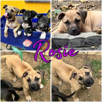 American Bully and Pit Bull Terrier Dogs Available for Adoption in Hatfield, Pennsylvania - Rosie | PetCurious