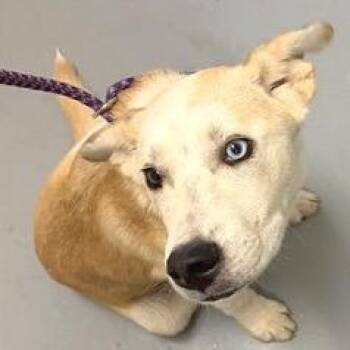 Limestone -  Mixed Breed Dog for Adoption in Asheville, North Carolina - Limestone | PetCurious