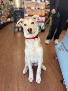 Hazel -  Husky Dog for Adoption in Cambridge, Ontario - Hazel | PetCurious