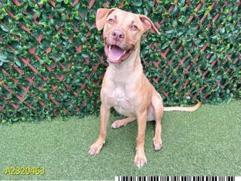Rescue Mixed Breed Dogs for Adoption in West Palm Beach, Florida - HAYDEN | PetCurious