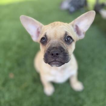 SteveO -  French Bulldog and Chihuahua Dog for Adoption in Burbank, California - SteveO | PetCurious