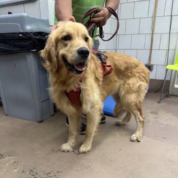 Maximum Maxwell -  Golden Retriever Dog for Adoption in Northbrook, Illinois - Maximum Maxwell | PetCurious