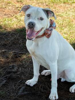 Whisper -  Mixed Breed Dog for Adoption in Myrtle Beach, South Carolina - Whisper | PetCurious