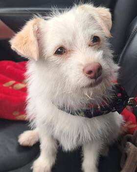Chihuahua and Terrier Dogs Available for Adoption - Petey | PetCurious