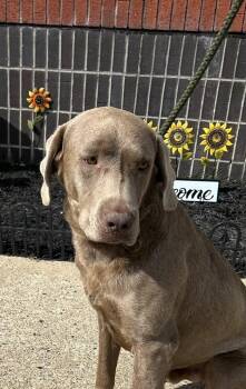 Chief -  Labrador Retriever Dog for Adoption in Horn Lake, Mississippi - Chief | PetCurious