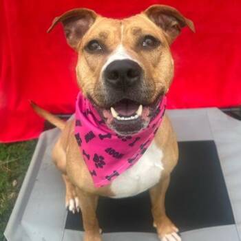 Bear -  Mixed Breed Dog for Adoption in Dubuque, Iowa - Bear | PetCurious