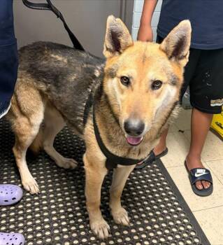 German Shepherd Dog Dogs Available for Adoption - CHUCKIE | PetCurious