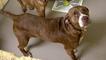 Rescue Boxer and Hound Dogs for Adoption in Crossville, Tennessee - POPPY | PetCurious