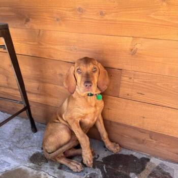 CHANDLER -  Labrador Retriever and Bloodhound Dog for Adoption in San Juan Capistrano, California - CHANDLER | PetCurious