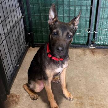Belgian Shepherd Malinois and Terrier Dogs Available for Adoption - Tonto | PetCurious
