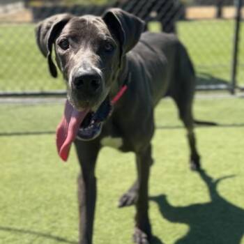 Athena A2291251 -  Great Dane Dog for Adoption in Los Angeles, California - Athena A2291251 | PetCurious
